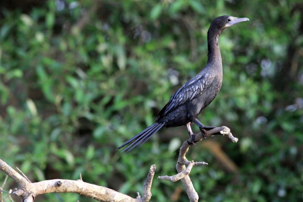 Salim Ali Bird Sanctuary